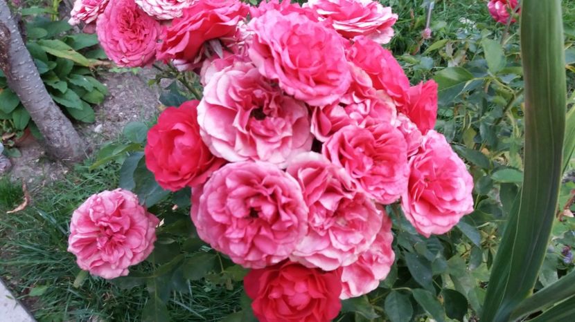 1506785284821-1836274988 - 000000000000001   GRADINA MEA