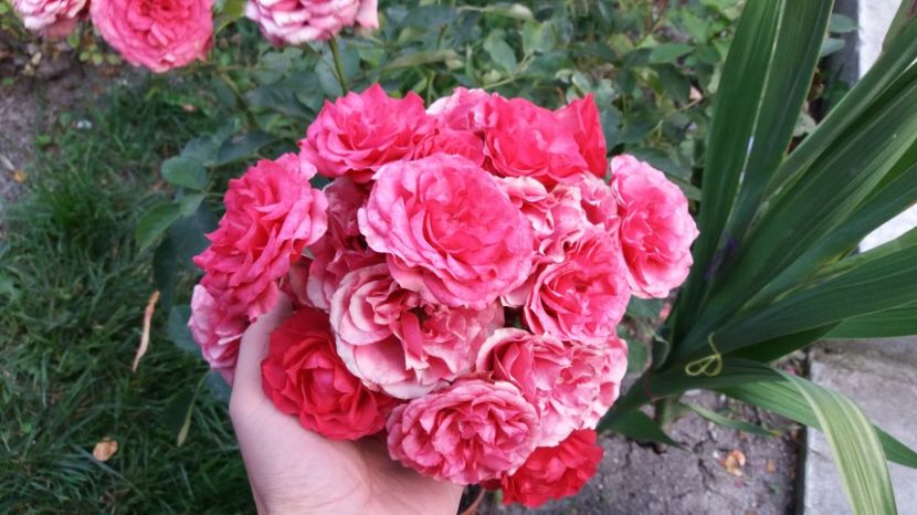 1506785298631-481782085 - 000000000000001   GRADINA MEA