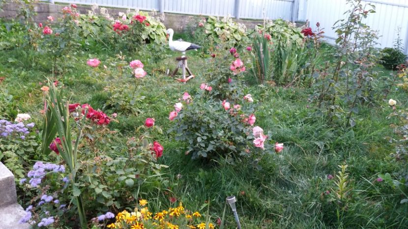 1506785322921-798151613 - 000000000000001   GRADINA MEA