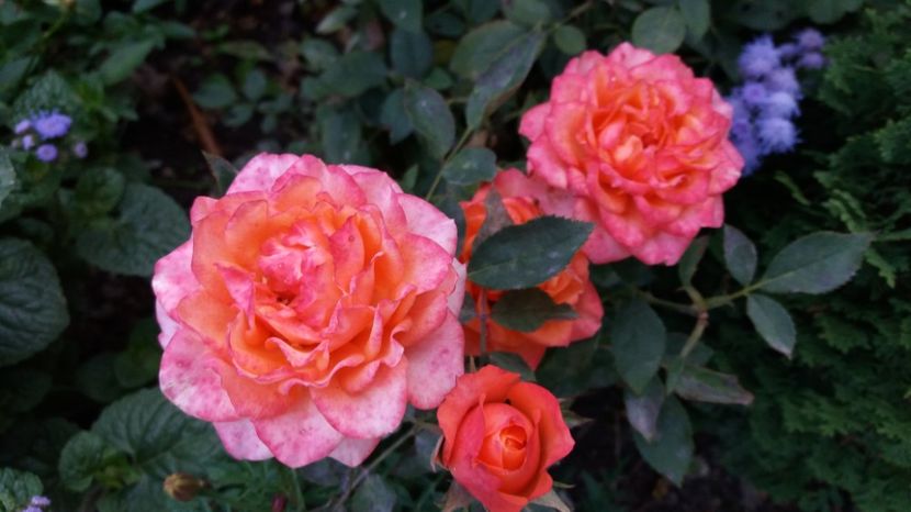  - 000000000000001   GRADINA MEA