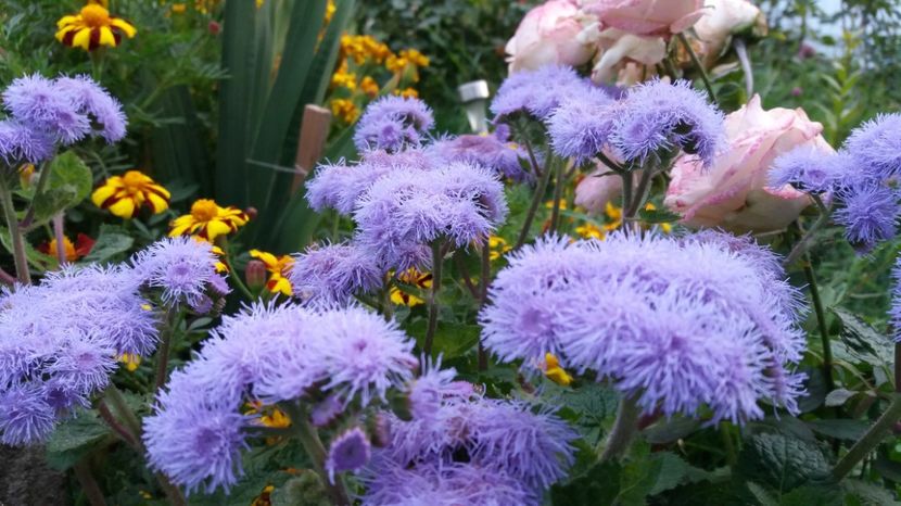 1506785363050-1055385542 - 000000000000001   GRADINA MEA