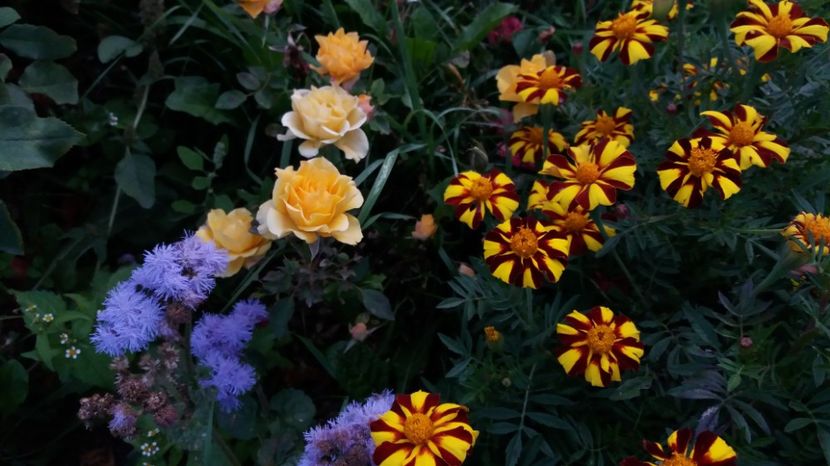 1506785376636-262105005 - 000000000000001   GRADINA MEA