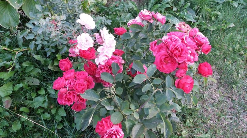  - 000000000000001   GRADINA MEA