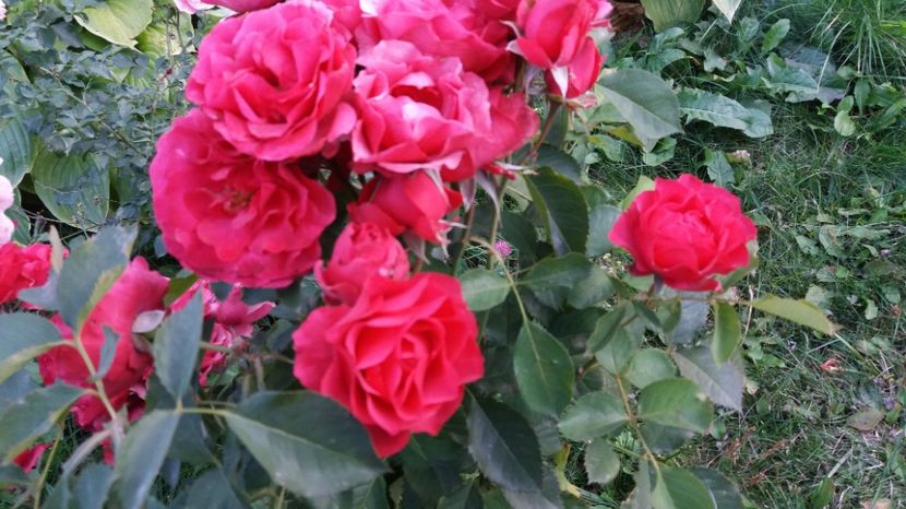  - 000000000000001   GRADINA MEA