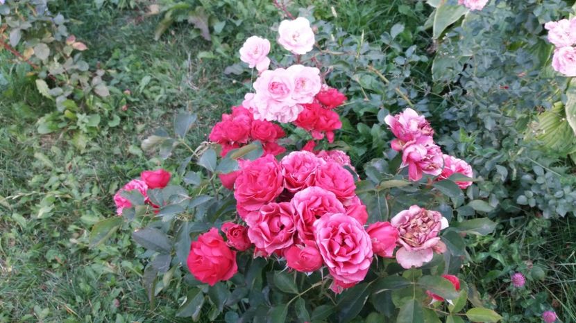  - 000000000000001   GRADINA MEA