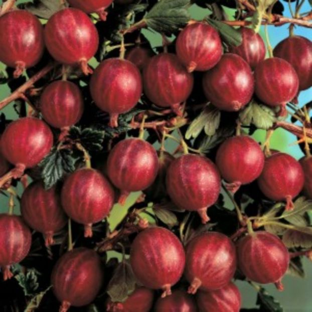 captivator11-300x300 - oferta primavara 2018