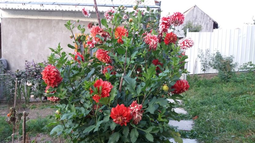  - 000000000000001   GRADINA MEA