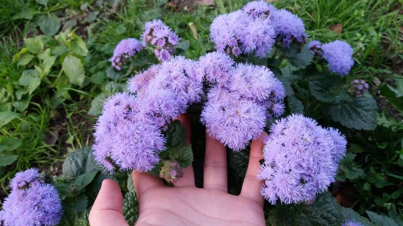  - 000000000000001   GRADINA MEA