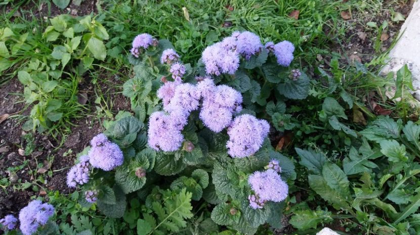  - 000000000000001   GRADINA MEA