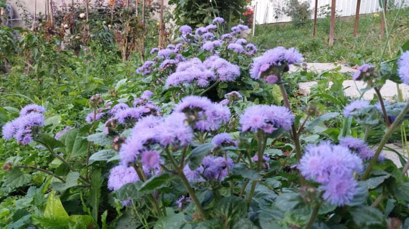  - 000000000000001   GRADINA MEA