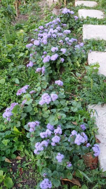  - 000000000000001   GRADINA MEA