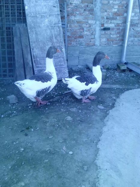 22140229_1513823528708815_1131218498_o - GASTE POMERANEIENE IMPORT GERMANIA