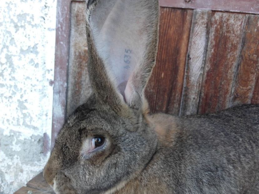Femela ug gri , 2 fatari la activ - 000 DE VANZARE IEPURI