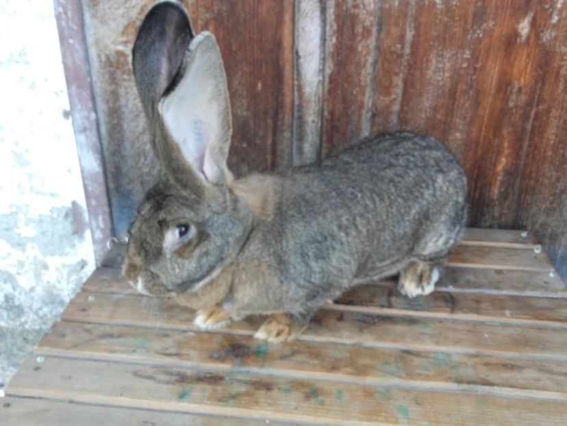 tatuata cu CO si vaccinata - 000 DE VANZARE IEPURI