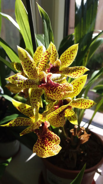 30 sept 2017 (1) - Zygopetalum - Propetalum Golden Bay