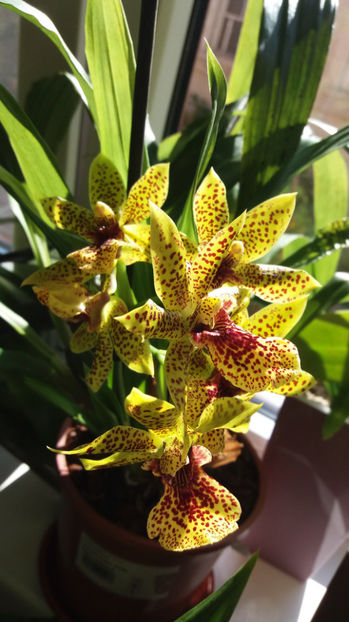 30 sept 2017 (2) - Zygopetalum - Propetalum Golden Bay