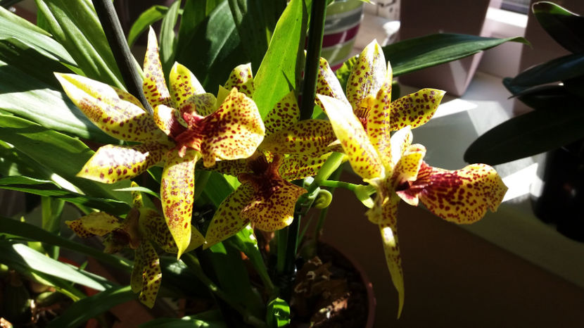 30 sept 2017 (3) - Zygopetalum - Propetalum Golden Bay