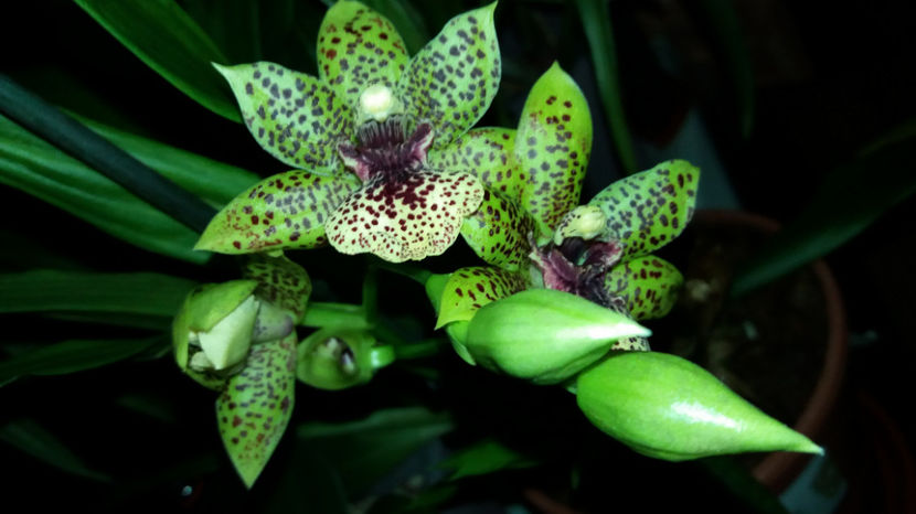 23 sept 2017 (5) - Zygopetalum - Propetalum Golden Bay