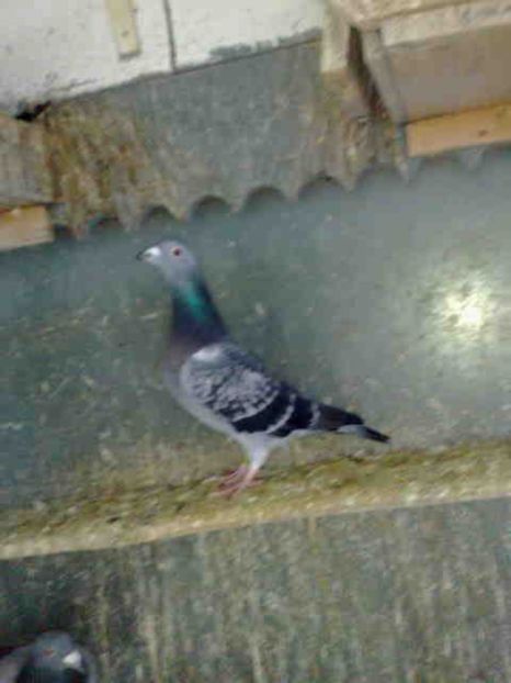 255 - X-Porumbei vinduti