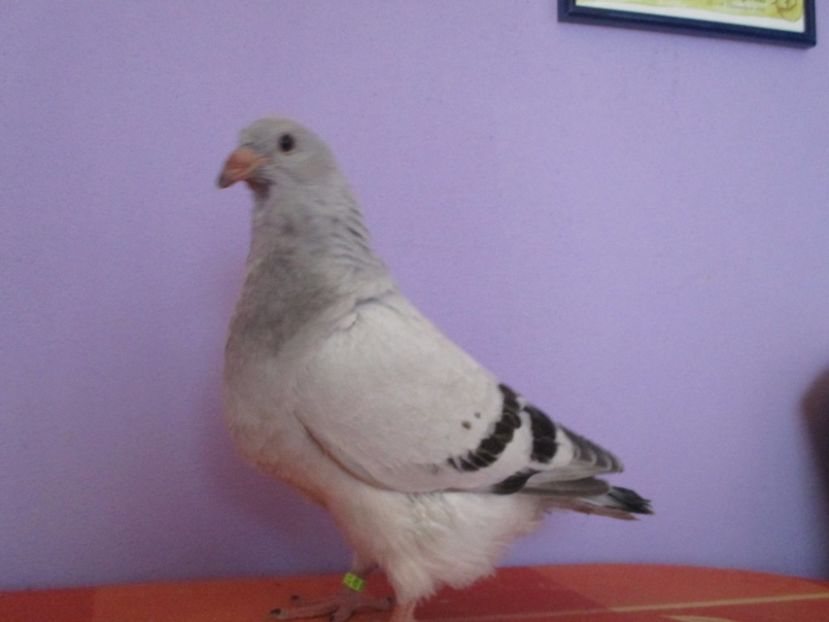 4371-17 - Tineret 2017