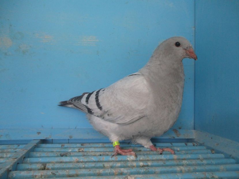 4380-17 - Tineret 2017