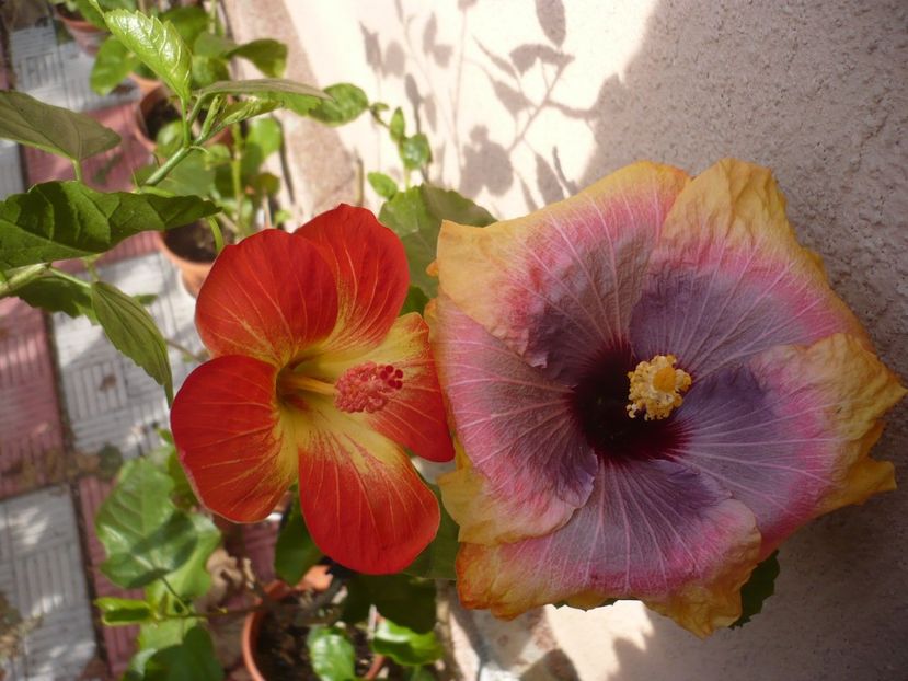 P1350151 - HIBISCUSI 2017-4