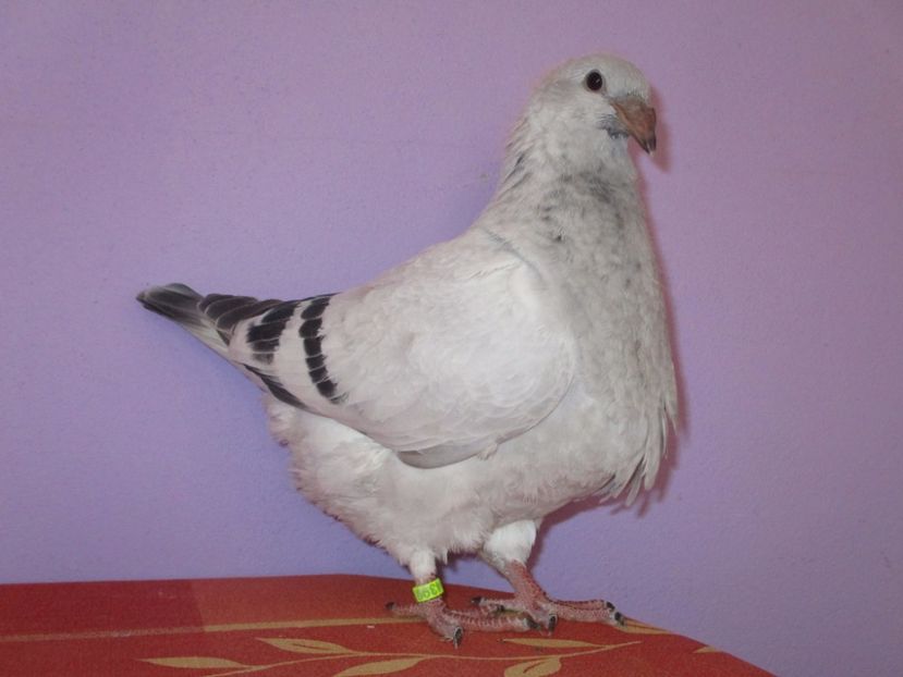 4399-17 - Tineret 2017