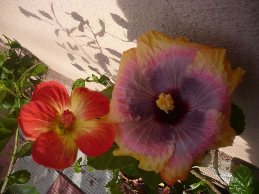 P1350152 - HIBISCUSI 2017-4