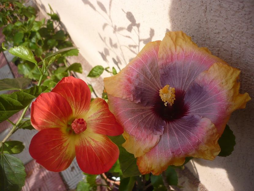 P1350153 - HIBISCUSI 2017-4