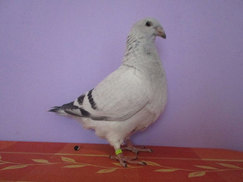 4400-17 - Tineret 2017