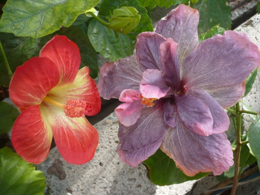 P1350154 - HIBISCUSI 2017-4