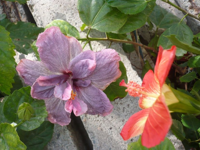 P1350155 - HIBISCUSI 2017-4