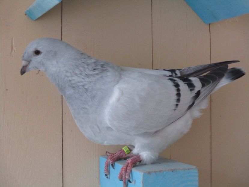 4378-17 - Tineret 2017