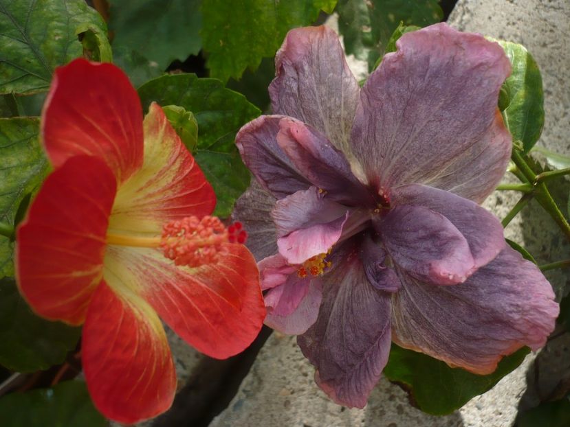 P1350157 - HIBISCUSI 2017-4