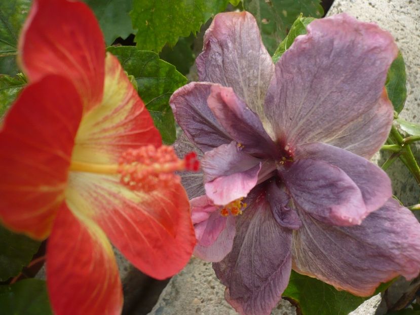 P1350158 - HIBISCUSI 2017-4