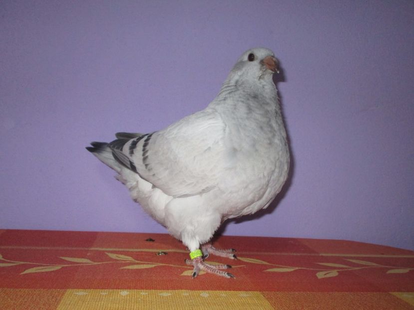 4360-17 - Tineret 2017