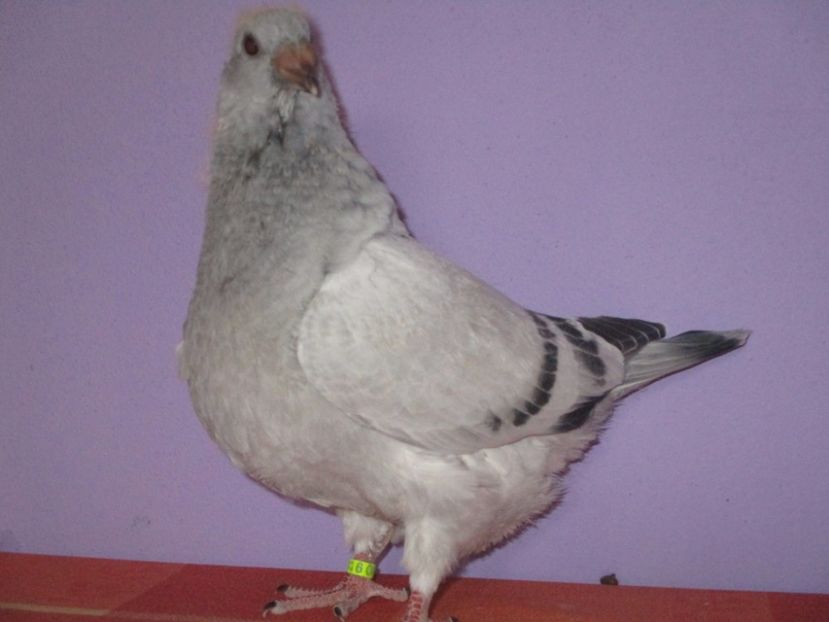 4370 17 - Tineret 2017