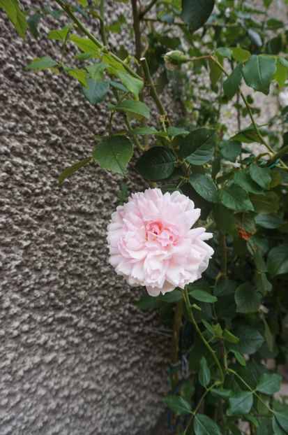  - The Wedgwood Rose