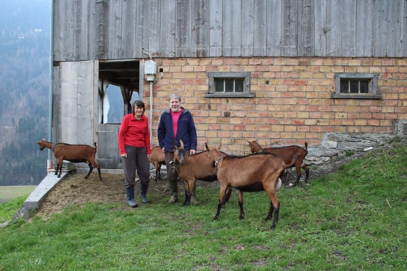 Adapostul Alpinelor in munte - Rase de oi si capre poze deosebite 14