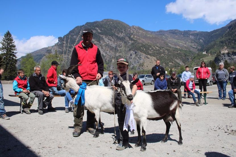 Caprele Paun castigatoare-7uh - Rase de oi si capre poze deosebite 14