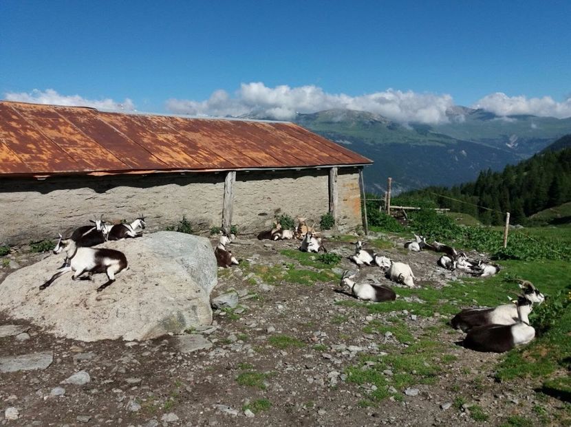 Caprele Paun la rumegat - Rase de oi si capre poze deosebite 14