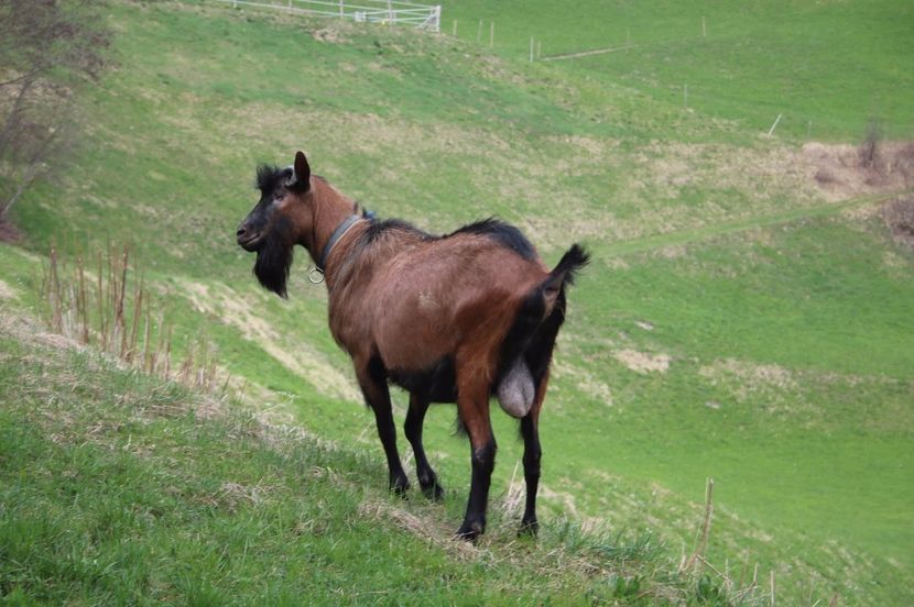 Tapul Alpin  la pasune-56tt - Rase de oi si capre poze deosebite 14