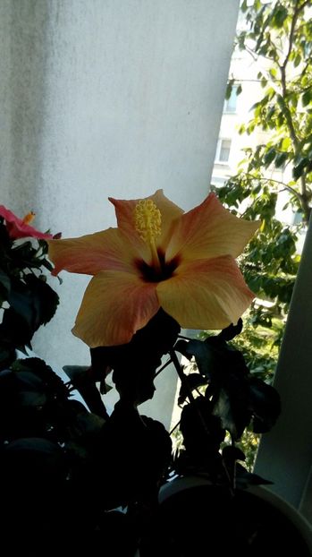 P_20170930_ - Hibiscus