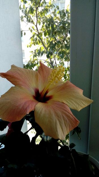  - Hibiscus