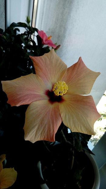 P_20170930_112743_1_BF_p - Hibiscus