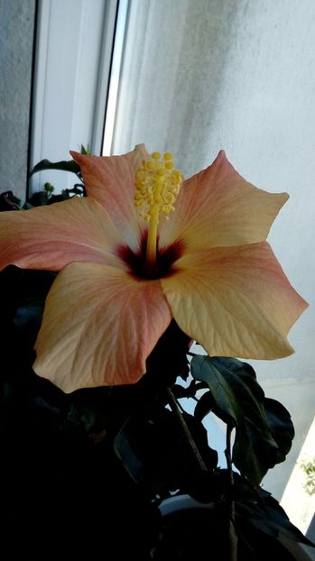 P_20170930_112748_1_BF_p - Hibiscus