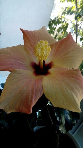  - Hibiscus