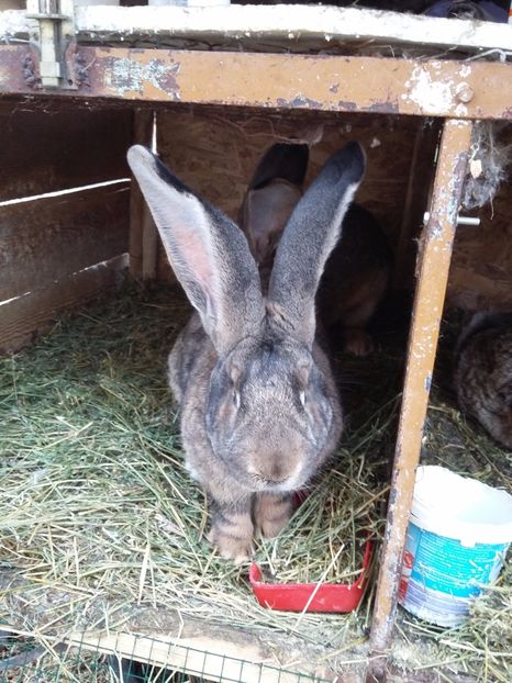 8.1 kg - Mascul urias gri feb 2017