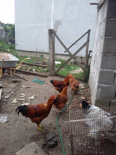 Pui din aprilie 2017 - Gaini new hampshire 2016