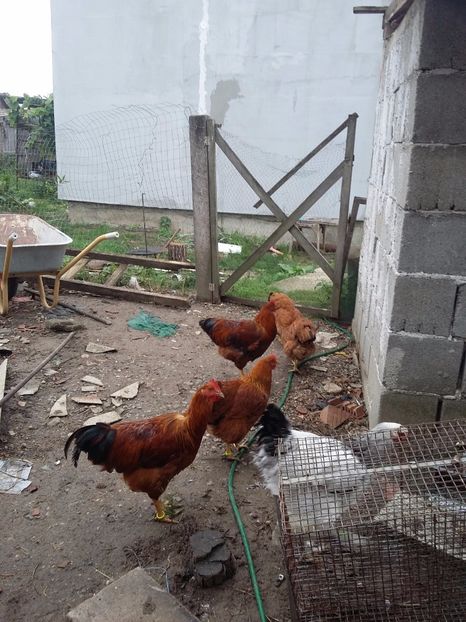  - Gaini new hampshire 2016